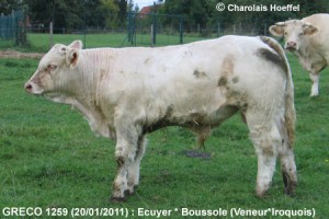 Ecuyer-1259-Greco-Wbg-aout1