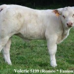 Rom-5199-Volerie-600p